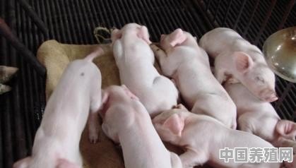 为何保育猪容易消瘦喘气？如何防控 - 中国养殖网