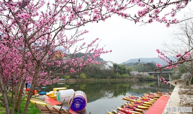 武大东湖的樱花谢了，湖北还有什么四季皆宜、适合全家出游的好地方 - 中国养殖网
