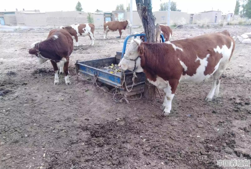 农村创业，养牛有哪些好处 - 中国养殖网