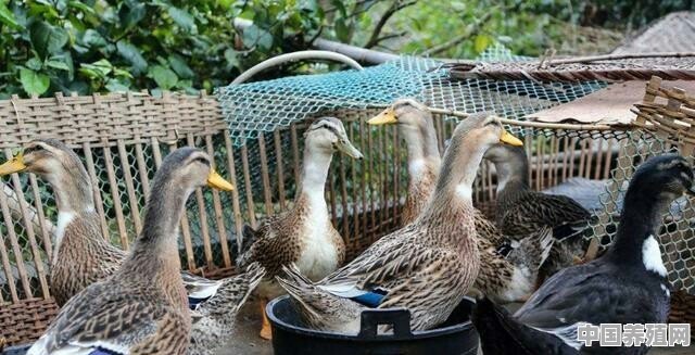 农村鸭子圈养不让下水影响产蛋量吗？该如何提高鸭子的产蛋量 - 中国养殖网