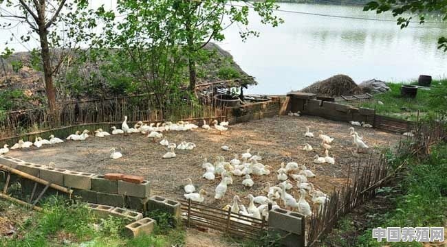 农村鸭子圈养不让下水影响产蛋量吗？该如何提高鸭子的产蛋量 - 中国养殖网