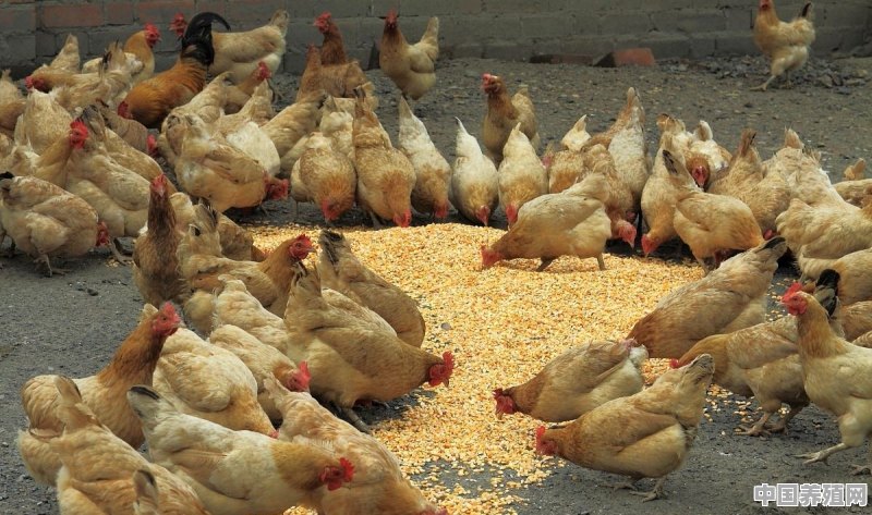 鸡应该多喝水还是少喝水 - 中国养殖网