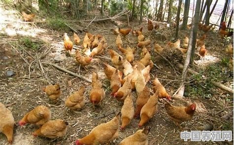 鸡应该多喝水还是少喝水 - 中国养殖网
