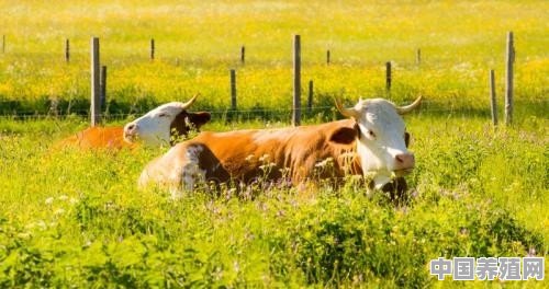 如何饲养母牛 - 中国养殖网