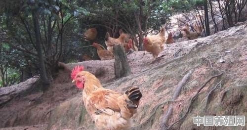 土鸡生态放养有哪些基本模式 - 中国养殖网