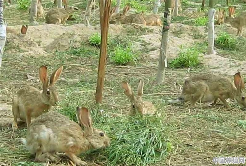 在农村散养鸡厂，鸡和野兔可以混养吗，有什么需要注意的事项 - 中国养殖网