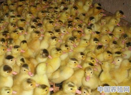 我想弄个孵化场孵鸭苗怎么弄 - 中国养殖网