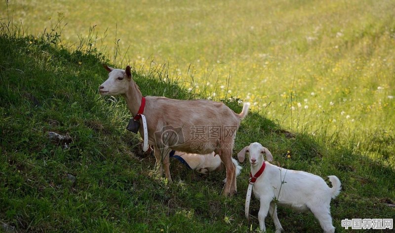 养殖山羊需要注意哪些方面 - 中国养殖网