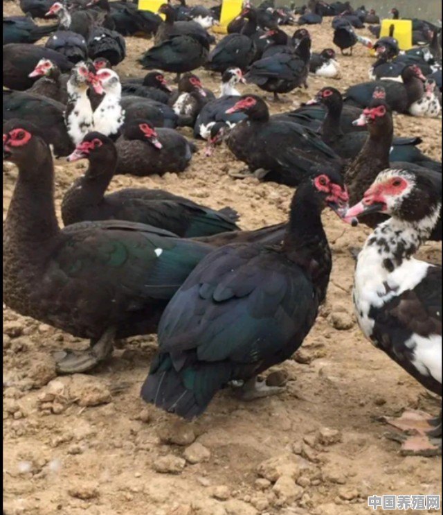 养殖肉鸭，大棚怎么建 - 中国养殖网