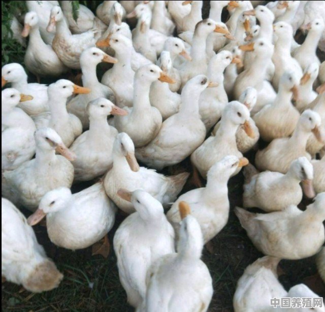养殖肉鸭，大棚怎么建 - 中国养殖网