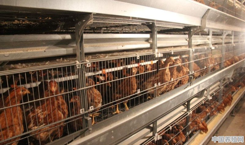 搞个养1万只鸡左右的养鸡场，大概需要多少钱 - 中国养殖网