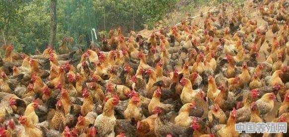 搞个养1万只鸡左右的养鸡场，大概需要多少钱 - 中国养殖网