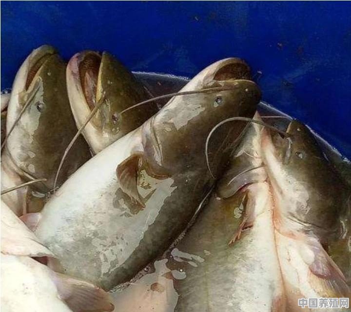 水族箱里养什么鱼比较容易 - 中国养殖网