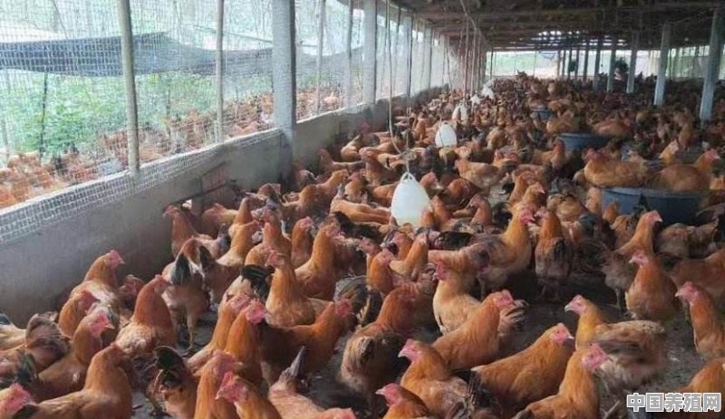 土鸡养殖怎样盖房子 - 中国养殖网