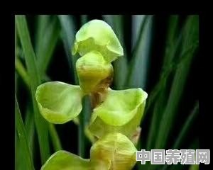 兰花的花苞能淋水吗 - 中国养殖网