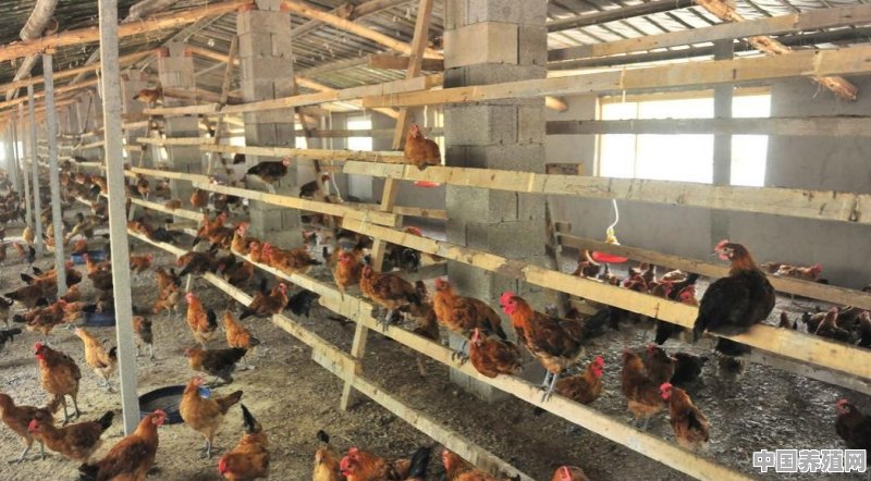 一只瑶鸡的养殖成本是多少 - 中国养殖网