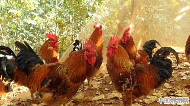 一只瑶鸡的养殖成本是多少 - 中国养殖网