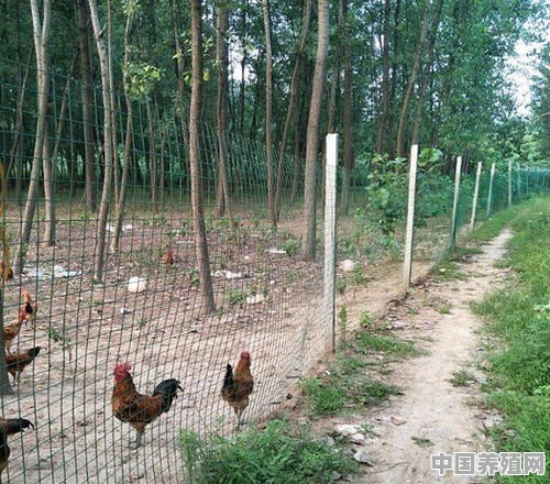 老家有一片荒山可以利用，在山上散养本地土鸡怎么样 - 中国养殖网