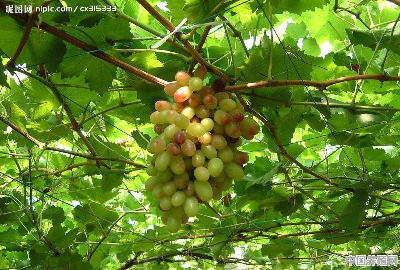 阳台盆栽葡萄实用指南 - 中国养殖网