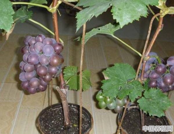 阳台盆栽葡萄实用指南 - 中国养殖网