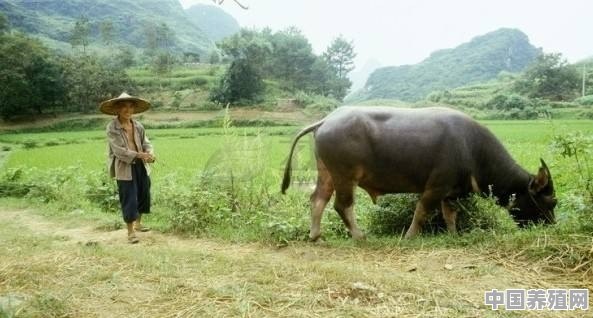 农村养牛或养羊，哪个疾病少，效益高 - 中国养殖网