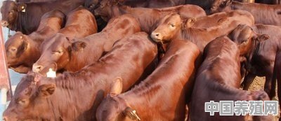 农村养牛或养羊，哪个疾病少，效益高 - 中国养殖网