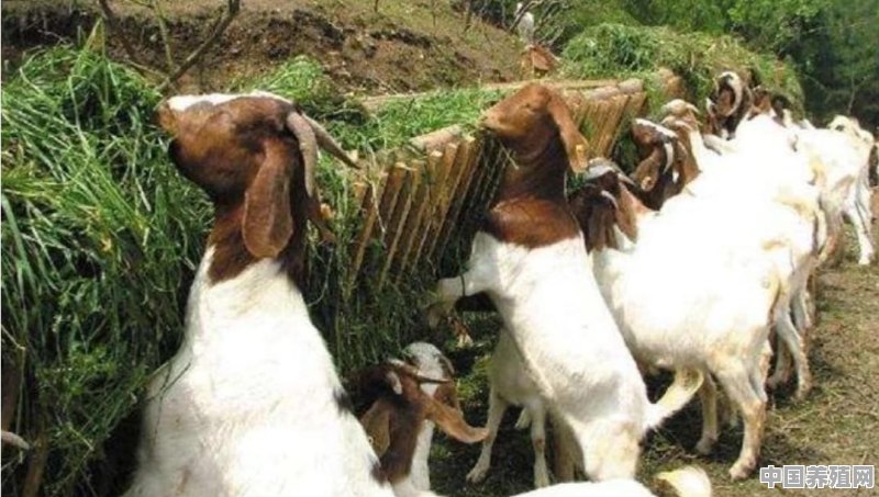 明明价高，养羊却赚不到钱？如何提高养殖效益 - 中国养殖网