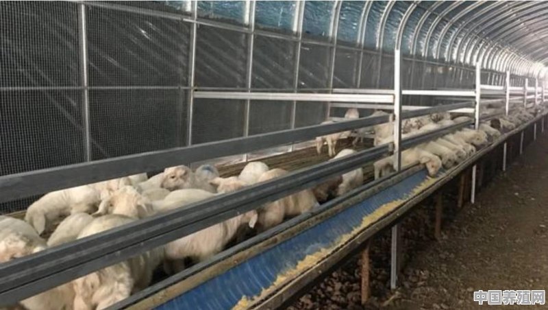 明明价高，养羊却赚不到钱？如何提高养殖效益 - 中国养殖网