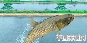 怎么样用深井水喂养四大家鱼 - 中国养殖网