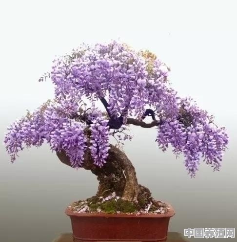 紫藤花如何栽培 - 中国养殖网