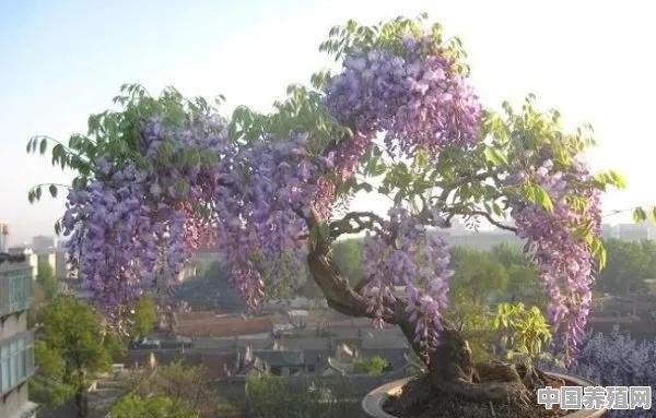 紫藤花如何栽培 - 中国养殖网