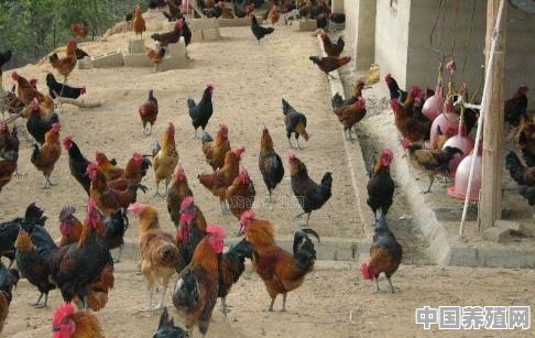 有人说农村散养土鸡很难成规模，你怎么看 - 中国养殖网