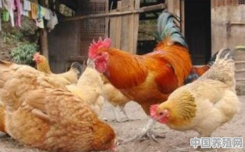 有人说农村散养土鸡很难成规模，你怎么看 - 中国养殖网