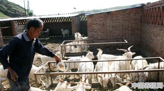 圈养羊怎样快速育肥 - 中国养殖网