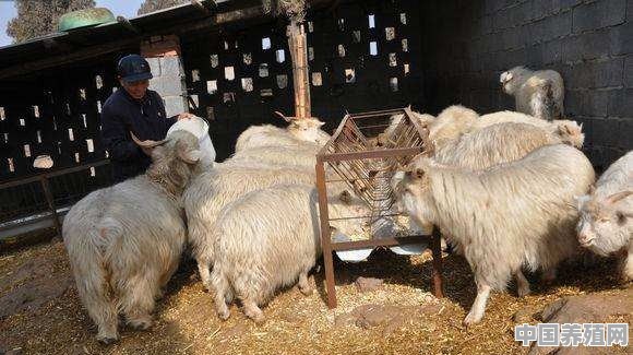 圈养羊怎样快速育肥 - 中国养殖网