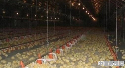 养鸡，光吃料不长肉是什么问题，该如何治疗 - 中国养殖网