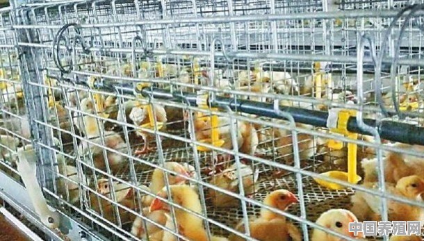 养鸡，光吃料不长肉是什么问题，该如何治疗 - 中国养殖网