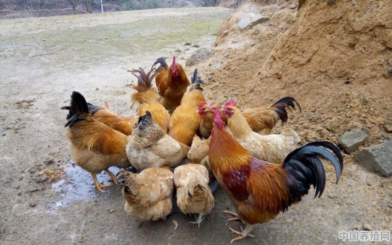 斗鸡怎么大规模养殖 - 中国养殖网