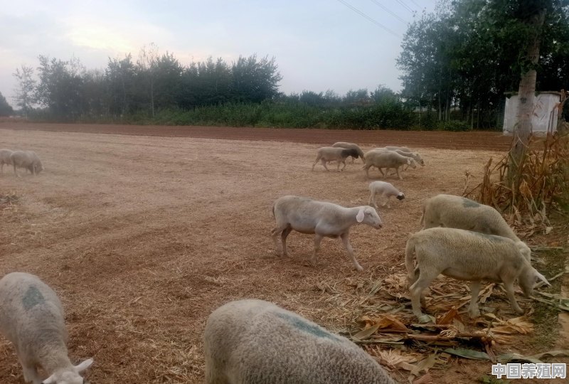 放养羊什么品种最好 - 中国养殖网