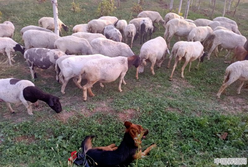 放养羊什么品种最好 - 中国养殖网