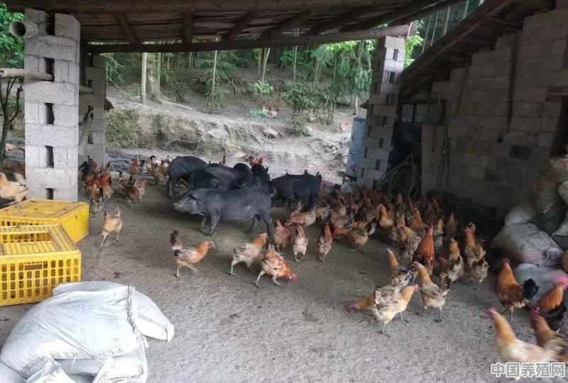 如何选择适宜果园养殖的土鸡品种 - 中国养殖网