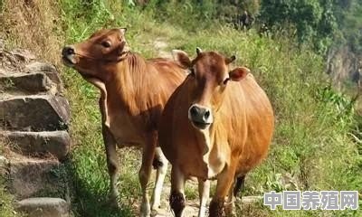 村里有位老人养牛，感觉收入还可以，有大神知道养牛的技术吗 - 中国养殖网