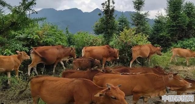 村里有位老人养牛，感觉收入还可以，有大神知道养牛的技术吗 - 中国养殖网