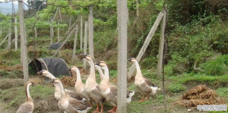 肉鸭怎样进行场区区划隔离 - 中国养殖网