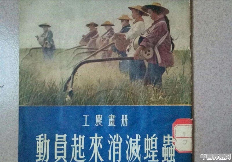 肉鸭怎样进行场区区划隔离 - 中国养殖网