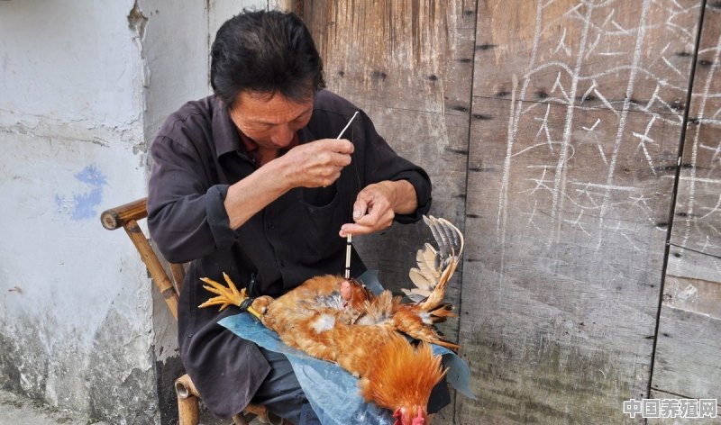 在农村，很多公鸡会被阉，被阉之后你知道有哪些好处吗 - 中国养殖网