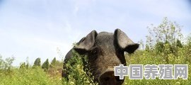 什么叫生态猪 - 中国养殖网