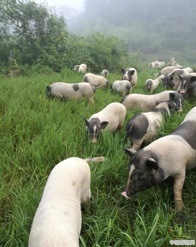 什么叫生态猪 - 中国养殖网
