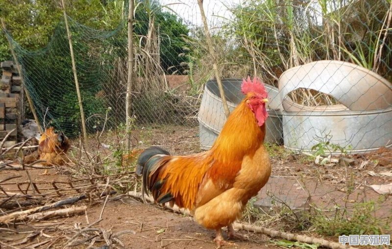 还有半个鸡，怎么吃比较好呢 - 中国养殖网