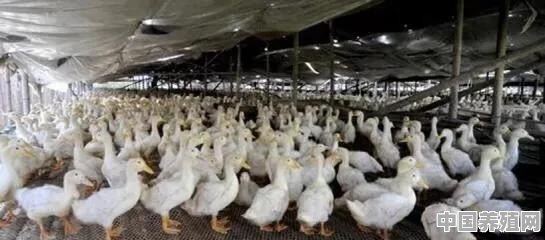 肉鸭黄病毒又来了，如何防治最好 - 中国养殖网